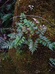Asplenium aethiopicum