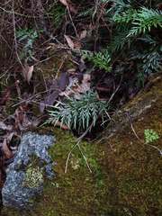 Asplenium aethiopicum