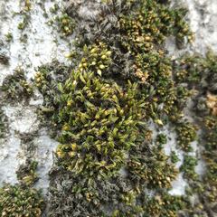 Orthotrichum stramineum