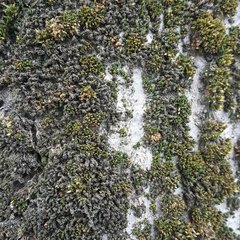 Orthotrichum stramineum