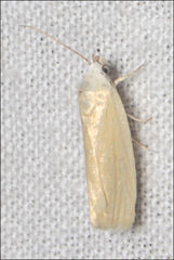 Earias chlorodes