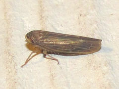 Chlorotettix necopinus