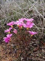 Oxalis leptogramma