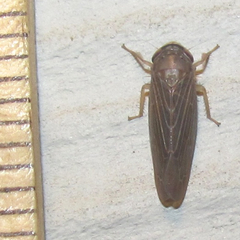 Chlorotettix necopinus