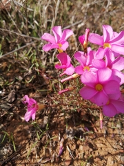 Oxalis leptogramma