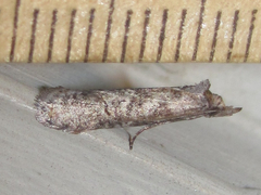 Ellabella melanoclista