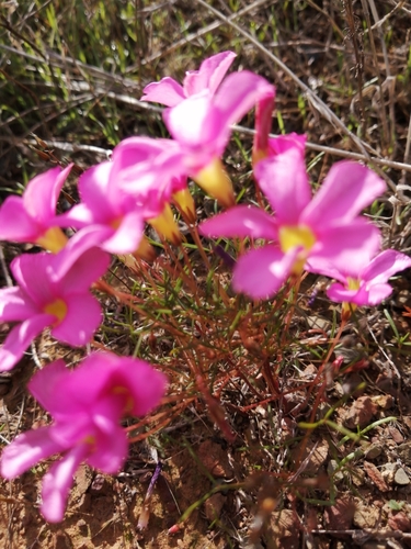 Image of Willowy Sorrel (Oxalis leptogramma) by (c) Danie Palm, some rights reserved (CC BY)