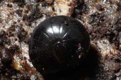 Cynotelopus notabilis