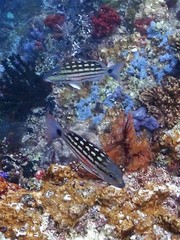 Lutjanus decussatus