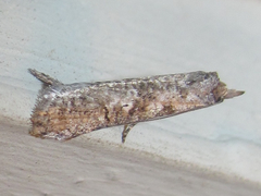 Ellabella melanoclista