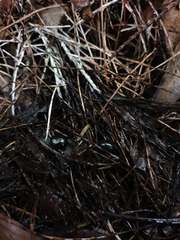 Cynotelopus notabilis