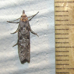 Ellabella melanoclista
