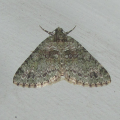 Hammaptera parinotata