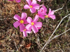 Oxalis leptogramma