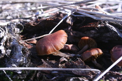 Gymnopilus purpuratus