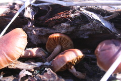 Gymnopilus purpuratus