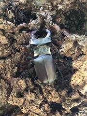 Lucanus cervus