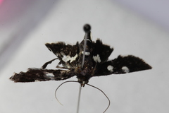 Pseudothyris sepulchralis