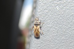 Metopoplax ditomoides