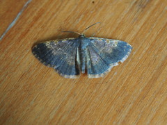 Peratophyga venetia