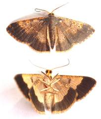 Peratophyga venetia