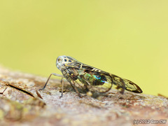 Varcia pyramidalis