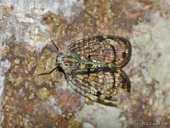 Varcia pyramidalis