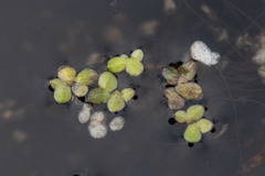 Lemna disperma
