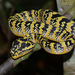 Wagler's Pit Viper - Photo (c) CheongWeei Gan, some rights reserved (CC BY-NC), uploaded by CheongWeei Gan