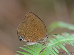 Arhopala