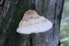 Truncospora ochroleuca