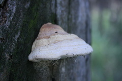 Truncospora ochroleuca
