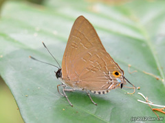 Deudorix staudingeri