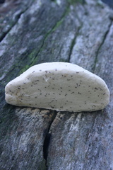 Truncospora ochroleuca