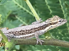 Anolis litoralis