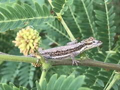 Anolis litoralis