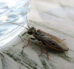 Acantholyda posticalis posticalis