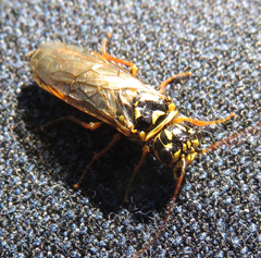 Acantholyda posticalis posticalis