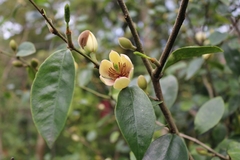 Magnolia figo
