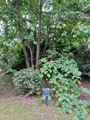 Tilia miqueliana