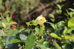 Magnolia figo