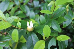 Magnolia figo