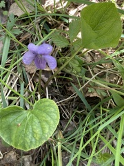 Viola epipsila