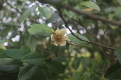 Magnolia figo