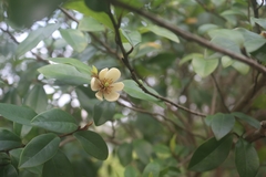 Magnolia figo