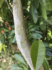 Blighia sapida