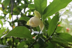 Magnolia coco