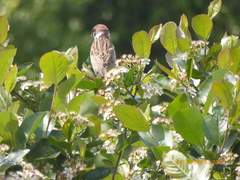 Passer montanus