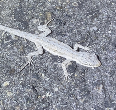 Urosaurus graciosus graciosus