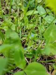Veronica arvensis